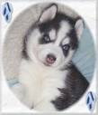 husky